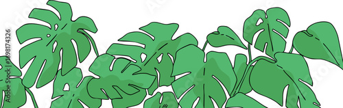 シンプルな観葉植物のイラスト・手描き背景イラスト・ボタニカル・モンステラ