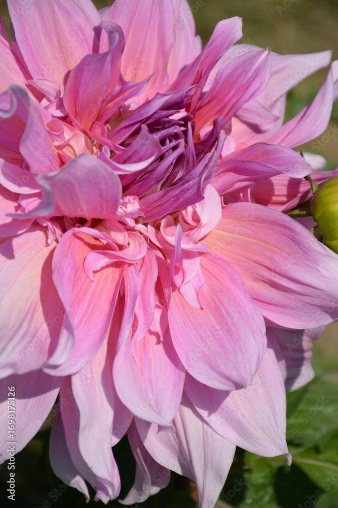 Fototapeta premium A beautiful pink dahlia flower close-up