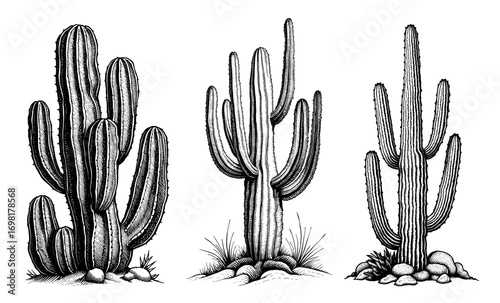 Detailed woodblock style cactus illustrations black and white