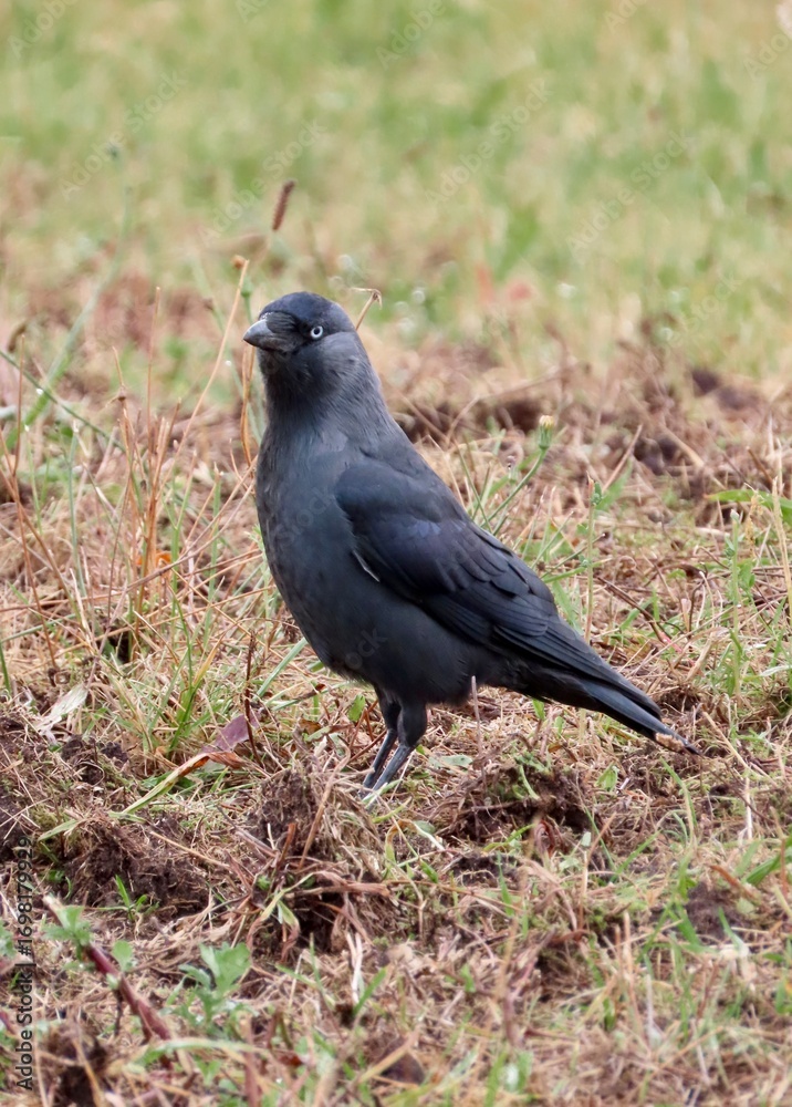 Obraz premium A jackdaw in the muddy grass