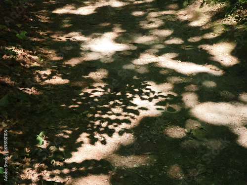 散策路にうつる木漏れ日