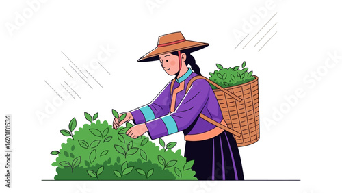 Tea Harvester's Gentle Work: A woman, deeply connected to nature, diligently harvests tea leaves from lush green bushes, carrying the bounty in a woven basket.