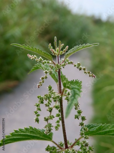 Foto The top of a nettle up close