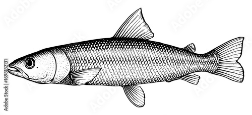 Detailed illustration of a fish in black and white