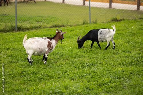Two goats grazing on green grass in a park enclosure with fence background on cloudy day. Farm animals, nature environment, rural lifestyle, peaceful outdoor scene and animal observation