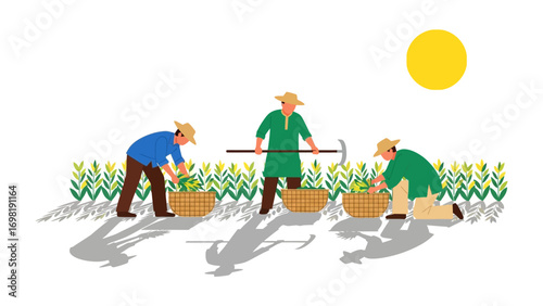 Harvesting in the Field: Three farmers toil diligently under the sun's warm glow, meticulously gathering the golden bounty. This captures the essence of rural life, agricultural work.