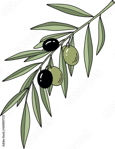 Olive Branch with Black and Green Olives