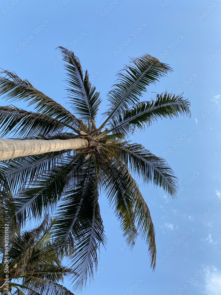 Fototapeta premium coconut palm tree