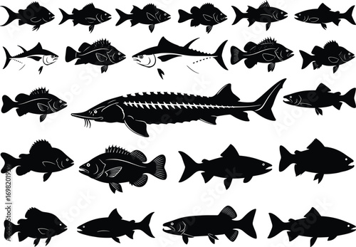Fish silhouette set, skeletal anatomy, aquatic species, editable vector, marine biodiversity, black icons, underwater fauna, taxonomy, fin shapes, sea illustration, biology reference