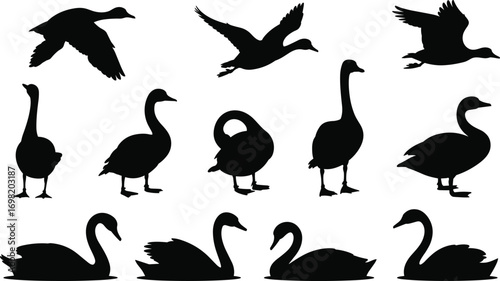 Set of duck and swan silhouettes, black and white illustrations of birds, flying and standing, isolated on white background.