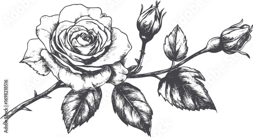 Floral vector sketch hand drawn line art in nature, vintage rose branch engraving illustration — stock vector
