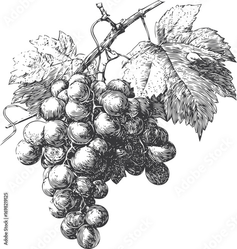 Grapevine vector sketch hand drawn line art in nature, grapevine with leaves and grape clusters — stock vector