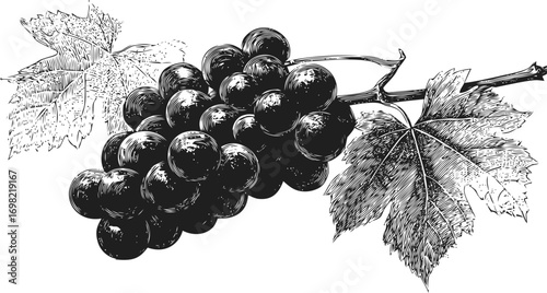 Grapevine vector sketch hand drawn line art in nature, grapevine cluster with leaves vintage engraving — stock vector