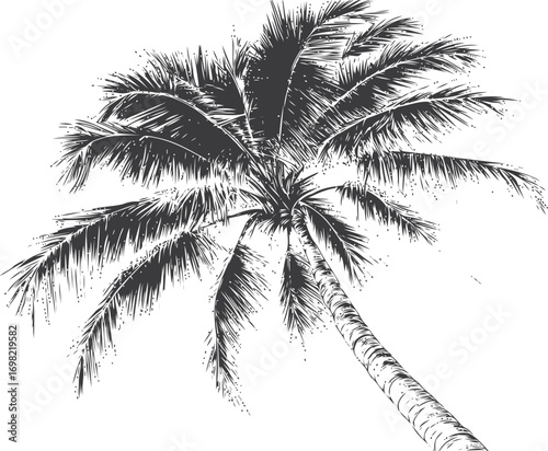 Palm vector sketch hand drawn line art in nature, palm tree in black and white — stock vector