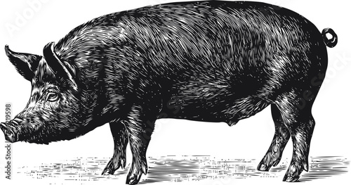 Pig vector hand drawn line art, vintage pig engraving in detailed black — stock vector