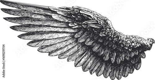 Wing vector hand drawn line art in nature, vintage bird wing detailed black — stock vector