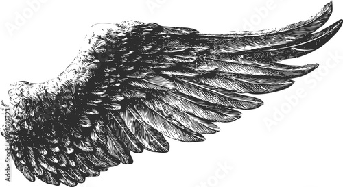 Wing vector sketch hand drawn line art in isolated, detailed black and white feathered bird — stock vector