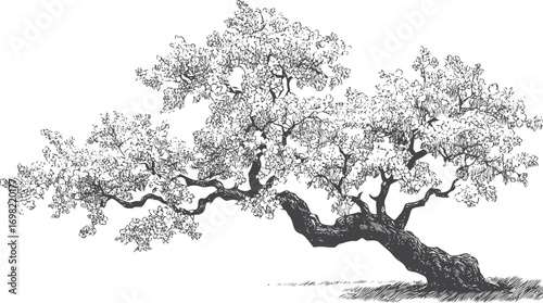 Tree vector sketch hand drawn line art in nature, tree with sprawling branches in vintage — stock vector