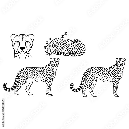 Cheetah Illustrations - Standing, Sleeping, and Head.