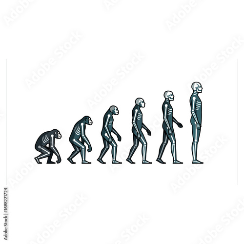 Human Evolution Stages Depicted Visually.