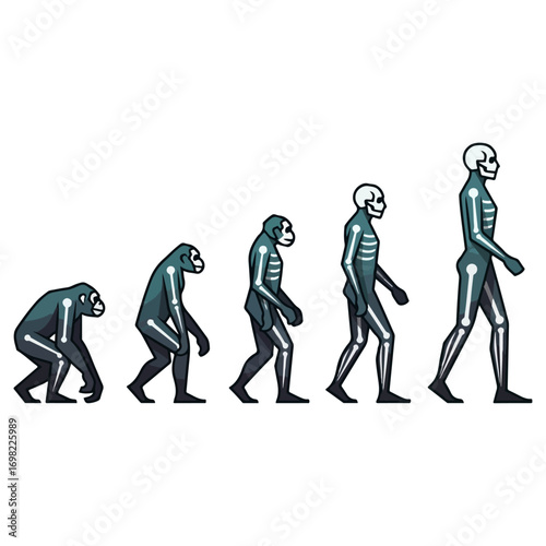 Human evolution stages from ape to modern human walking upright.
