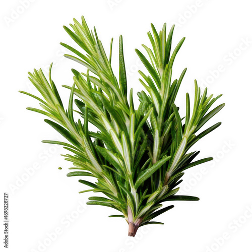  rosemary twig isolated on white or transparent