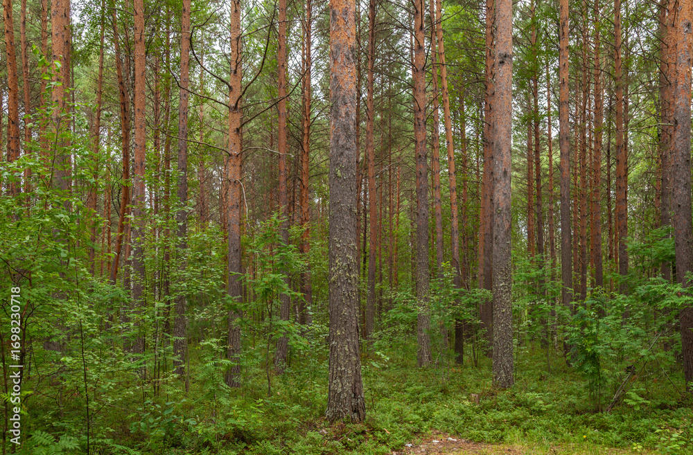 Fototapeta premium Forest with many trees and a path through it