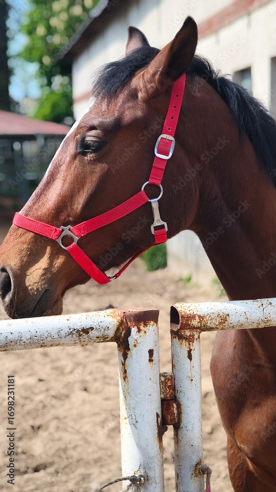 Obraz premium horse and rider