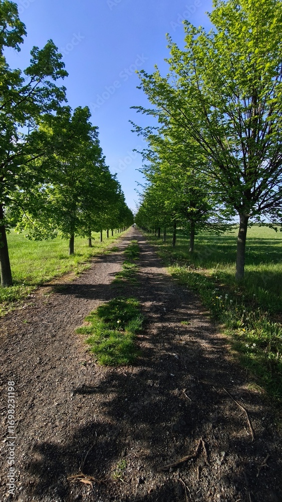 Fototapeta premium path in the park