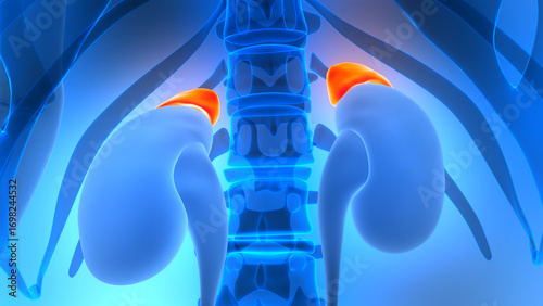 Human Body Glands Adrenal Gland Anatomy
