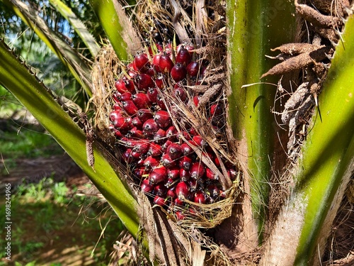 oil palm fruit on the tree and ripe