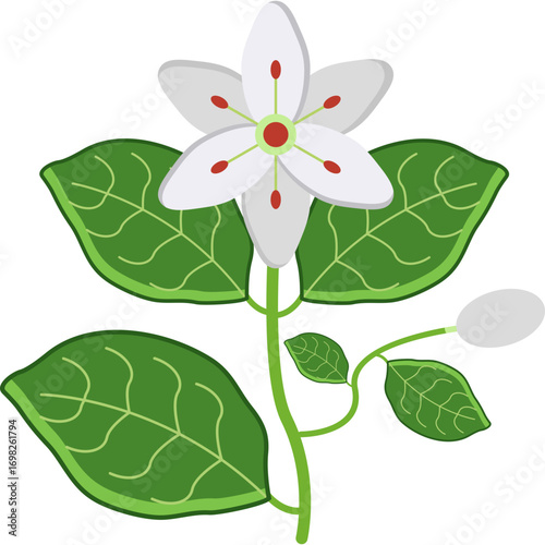 Fragrant White Blossom