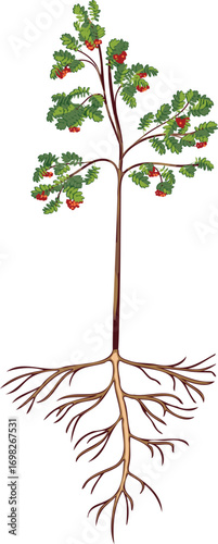 Young rowan tree (Sorbus aucuparia) with root system and many red berries in crown isolated on white background	
