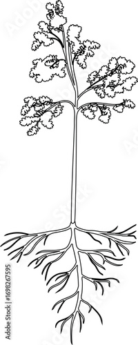 Coloring page with young rowan tree (Sorbus aucuparia) with root system isolated on white background	