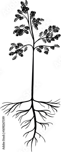 Black silhouette of young rowan tree (Sorbus aucuparia) with root system isolated on white background	