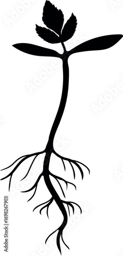 Black silhouette of sprout of rowan tree (Sorbus aucuparia) with root system isolated on white background	