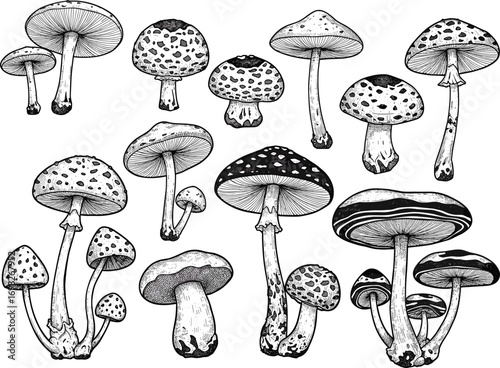 Hand drawn mushroom illustration, vintage fungus sketch, detailed mushroom art, black and white fungi drawing, botanical mushroom engraving, nature illustration
