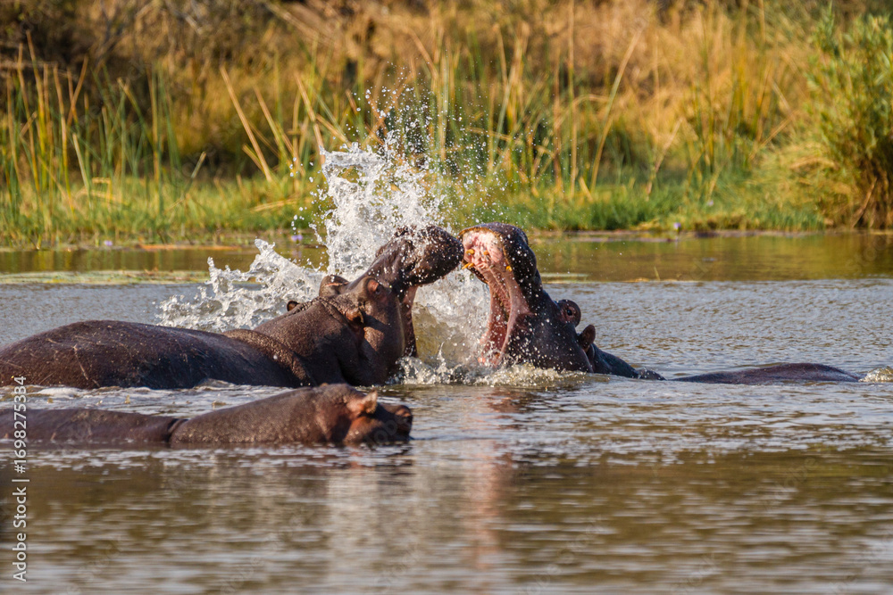Fototapeta premium Hippo's Splash