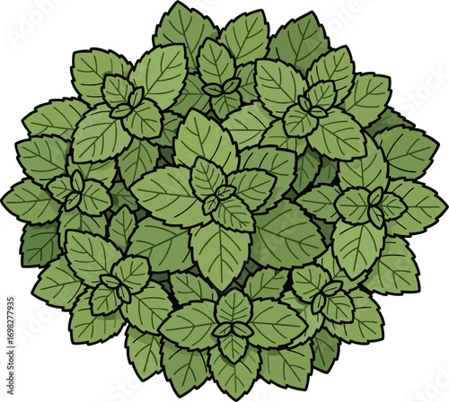 Mint Bush Top View Vector Illustration – Fresh Green Herbal Leaves Cluster