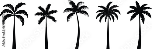 Palm tree silhouette collection, tropical coconut tree vector set, summer beach black trees, nature illustration design, vacation holiday background element
