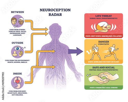 Neuroception explains how our brain detects safety, danger, or threat using cues from body, environment, and others. Key objects, human outline, arrows, colored states. Outline diagram