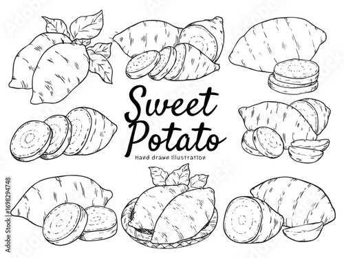 Set of isolated hand drawn sweet potato outline drawing illustration