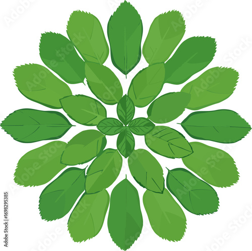 Mint Leaf Pattern Mandala Top View Vector Illustration – Fresh Green Herbal Arrangement