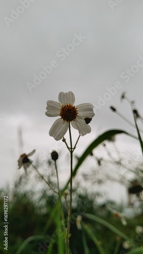 daisy in the rain