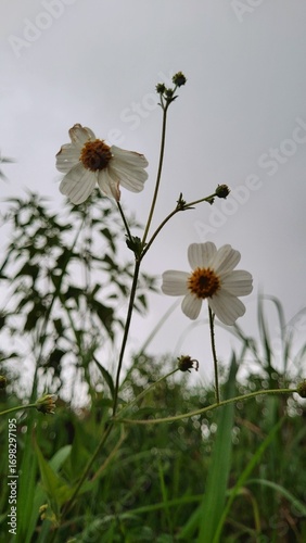 white daisies in a meadow