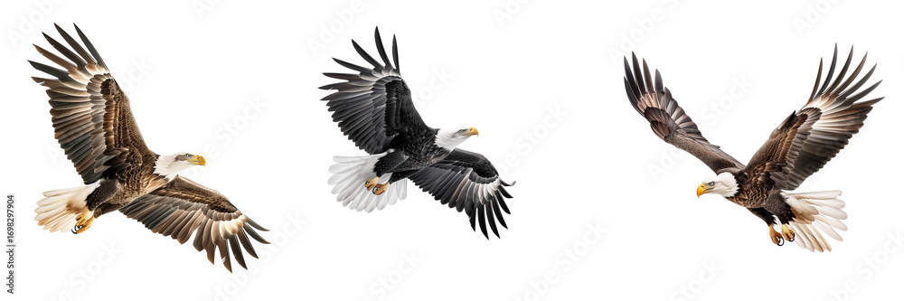 Obraz premium Set of Dynamic Eagle Spectacle isolated on transparent or white background