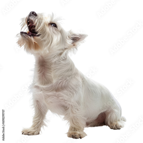 West Highland White Terrier sitting and howling against a white background in a joyful expression during a playful moment