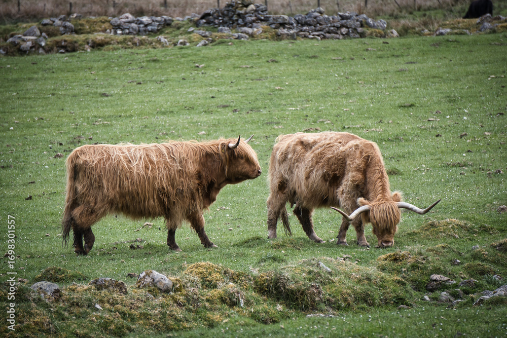 Obraz premium Highland cattle grazing in scenic Scottish landscape