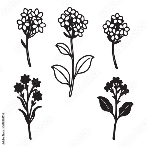 A Delicate and Fragrant Alyssum, a Sweet-scented and Mat-forming Groundcover with Dainty White Clusters of Tiny Flowers, a Beautiful Addition to a Garden Border