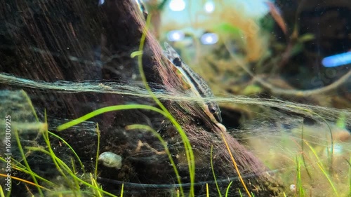 Otocinclus Fish, Aquarium Fish Feeding on Biofilm and Algae in Planted Freshwater Aquarium. Natural Cleaning Behavior, Peaceful Tank Mate, Aquarium Background and Continuous Aquarium Loop Video